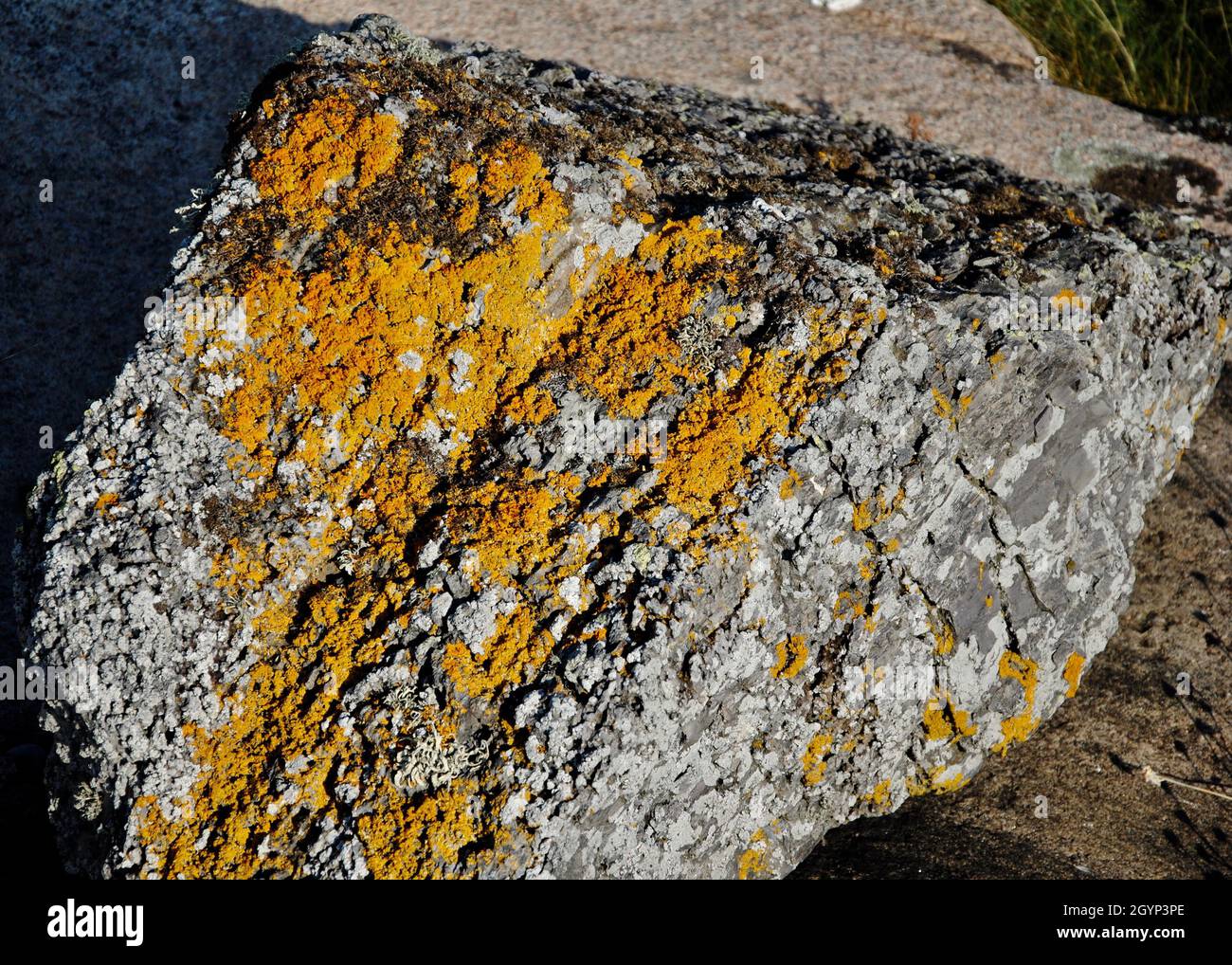 Formazioni rocciose ricoperte di muschio sull'isola dell'arcipelago di Fjällbacka, sulla costa occidentale della Svezia. Foto Stock