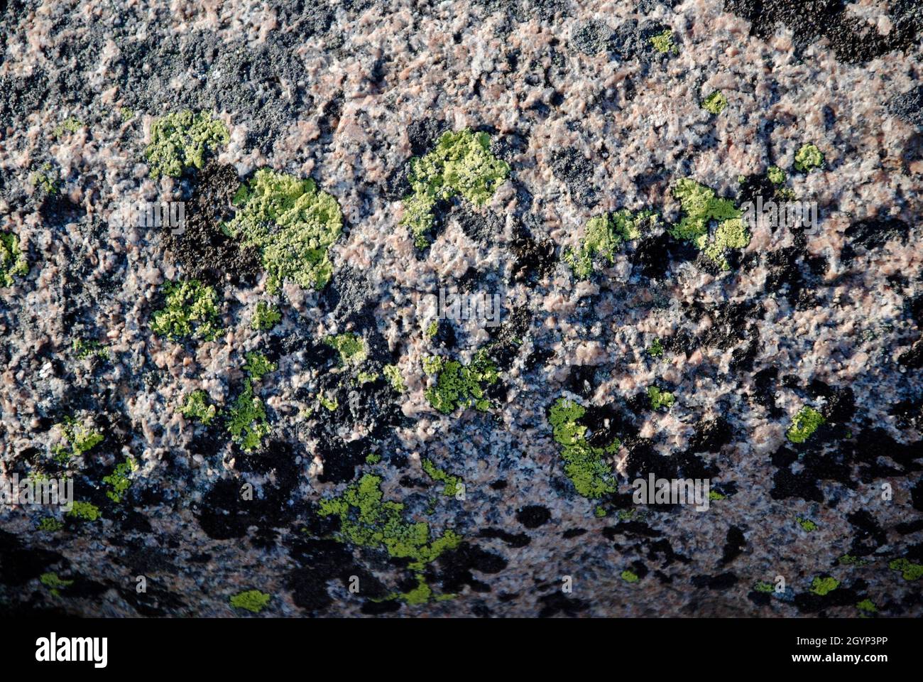 Formazioni rocciose ricoperte di muschio sull'isola dell'arcipelago di Fjällbacka, sulla costa occidentale della Svezia. Foto Stock