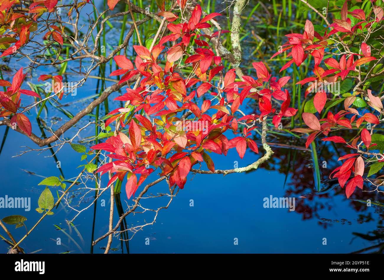 Ramoscelli di mirtillo rosso (Vaccinium corymbosum). Le foglie diventano rosso brillante in autunno. Mass Audubon's Broadmoor Wildlife Sanctuary Foto Stock