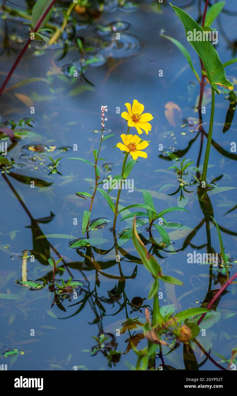 Erbacce intelligenti (Persicaria hydropiperoides) e aghi spagnoli (Bidens bipinnata). Mass Audubon's Broadmoor Wildlife Sanctuary, Massachusetts Foto Stock