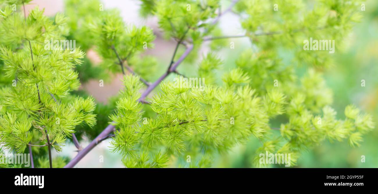 verde albero foglie fogliame astratto, carta da parati o sfondo, primo piano vista di sfondo naturale texture per la progettazione, preso in profondità di campo poco profonda Foto Stock