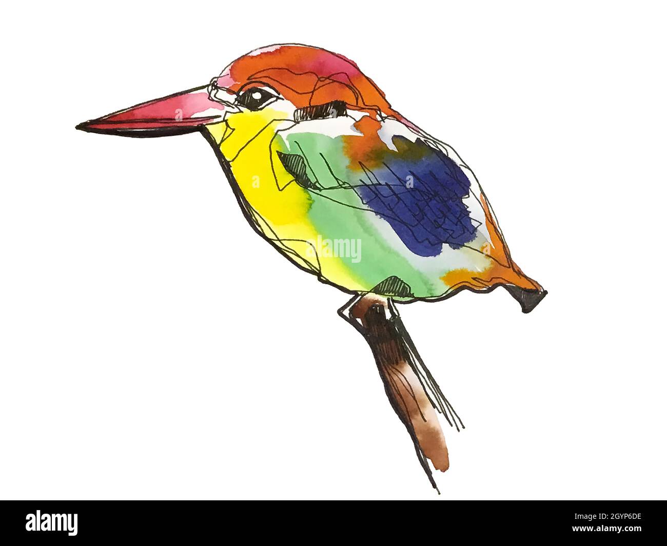 British Kingfisher Bird on Tree Branch kingfisher Birds natura uccelli fauna selvatica fotografia di uccelli Instagram natura Foto Stock