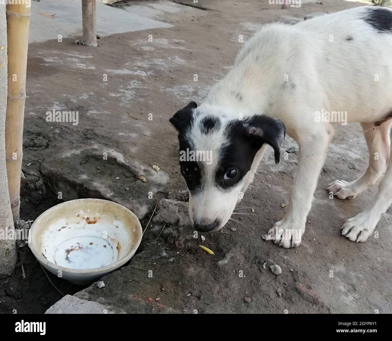 White Street cucciolo cane dopo aver bevuto latte Foto Stock