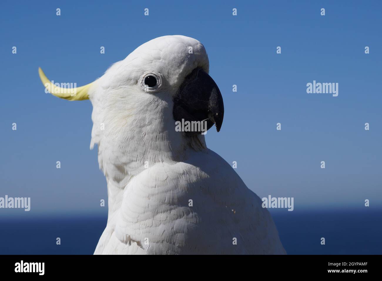 Primo piano colpo di testa di un Cockatoo solforato-Crested contro il cielo blu Foto Stock