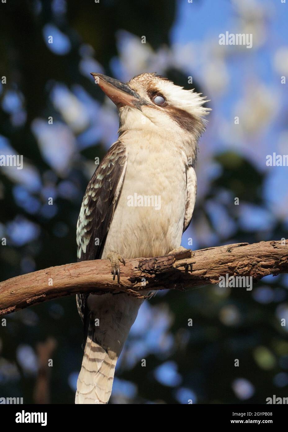 Primo piano Ritratto di un Kookaburra con il suo terzo Eyelid Shut Foto Stock