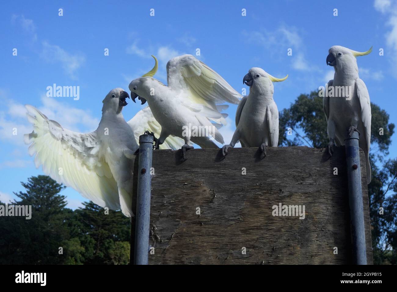 Due Cockatoos che lottano per un posto per posare mentre altri due guardano sopra Foto Stock