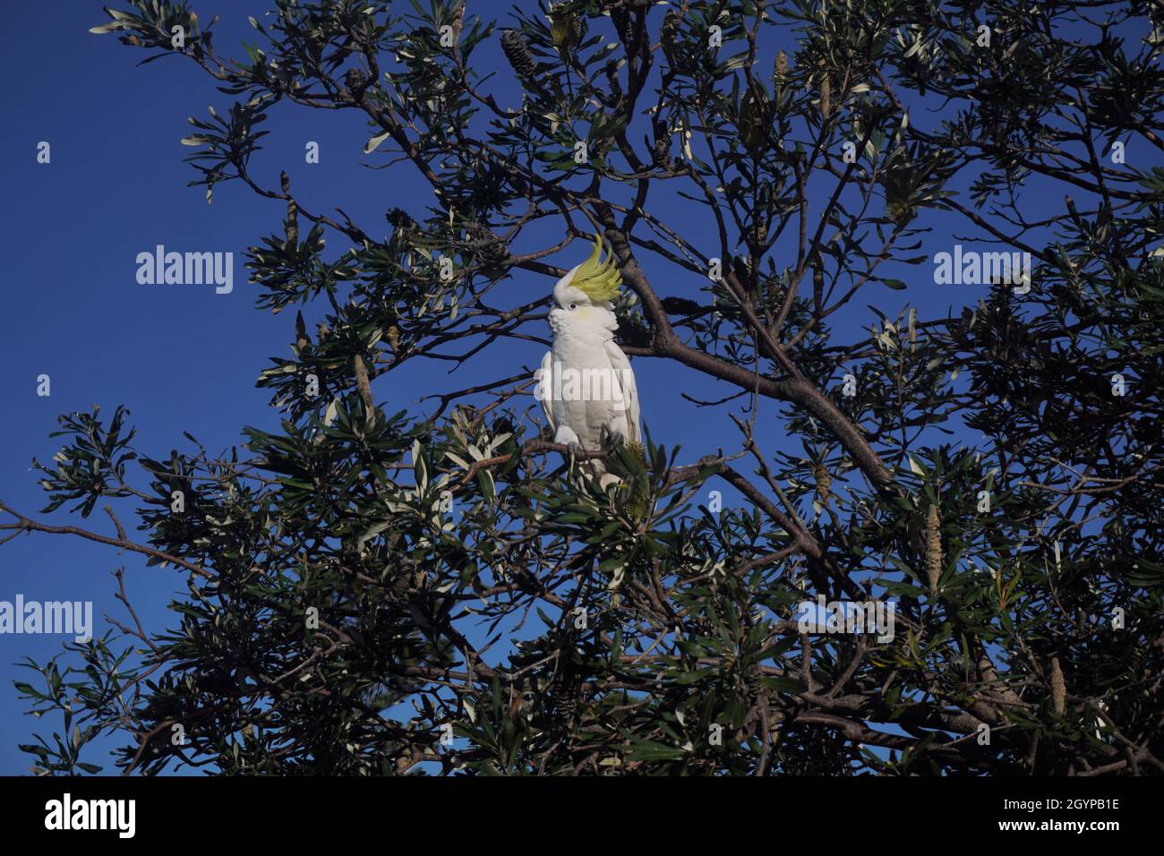 Cockatoo bianco in un albero circondato da foglie verdi contro il cielo blu Foto Stock