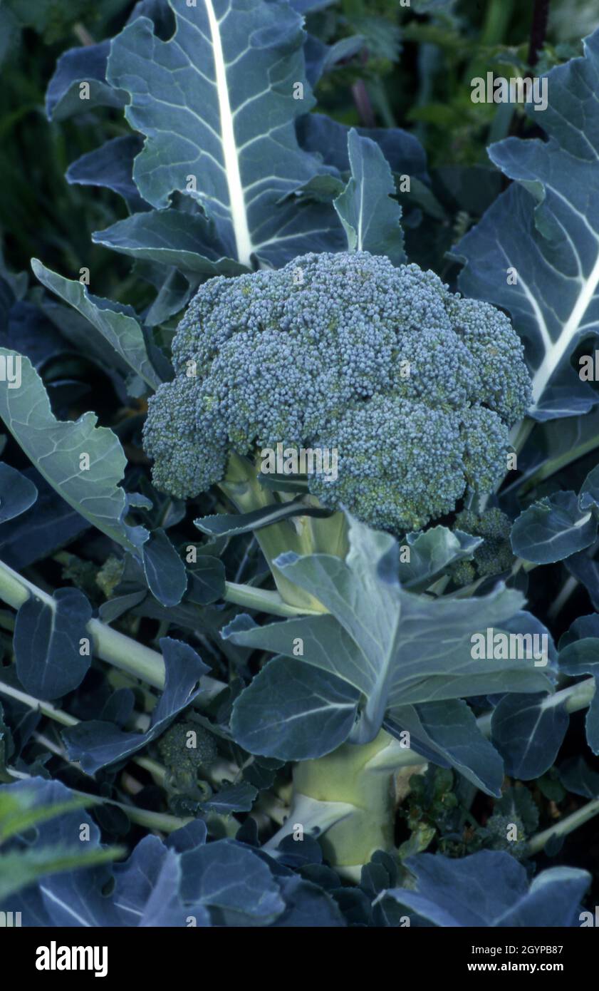 TESTA FIORITA DI BROCCOLI (BRASSICA OLERACEA ITALICA). Foto Stock