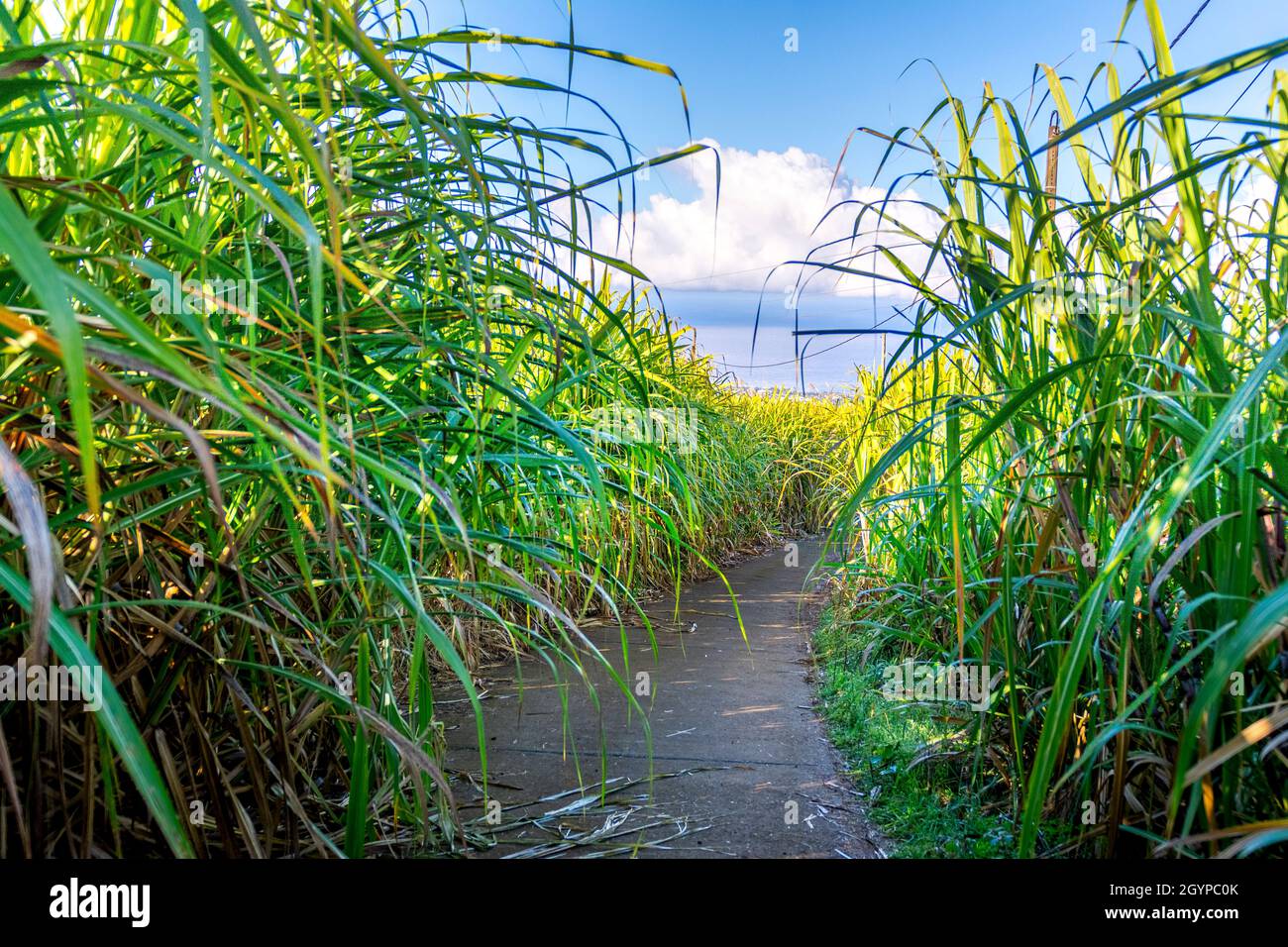 Percorso tradizionale di canna prima di tagliare a Reunion Island Foto Stock