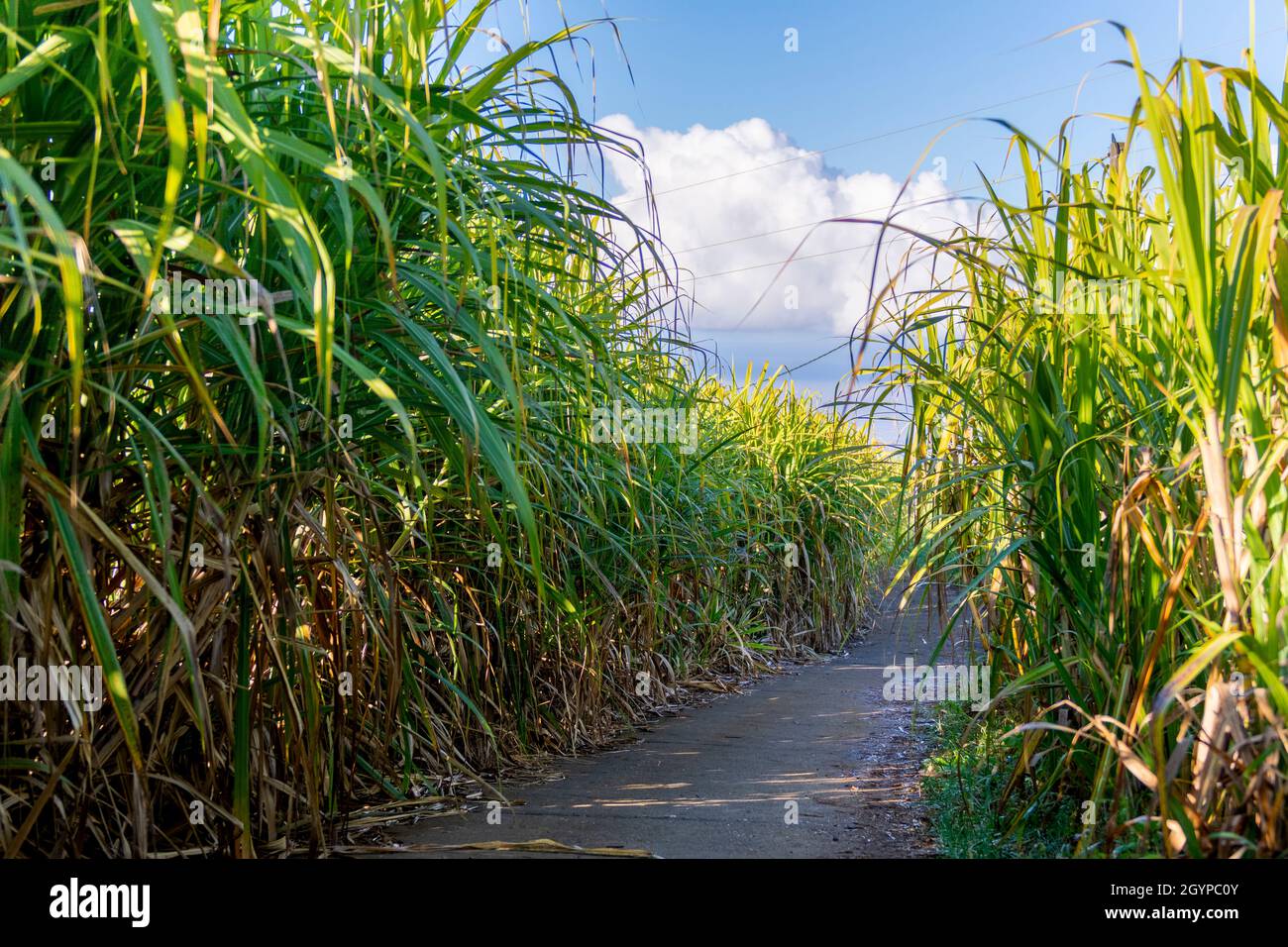 Percorso tradizionale di canna prima di tagliare a Reunion Island Foto Stock