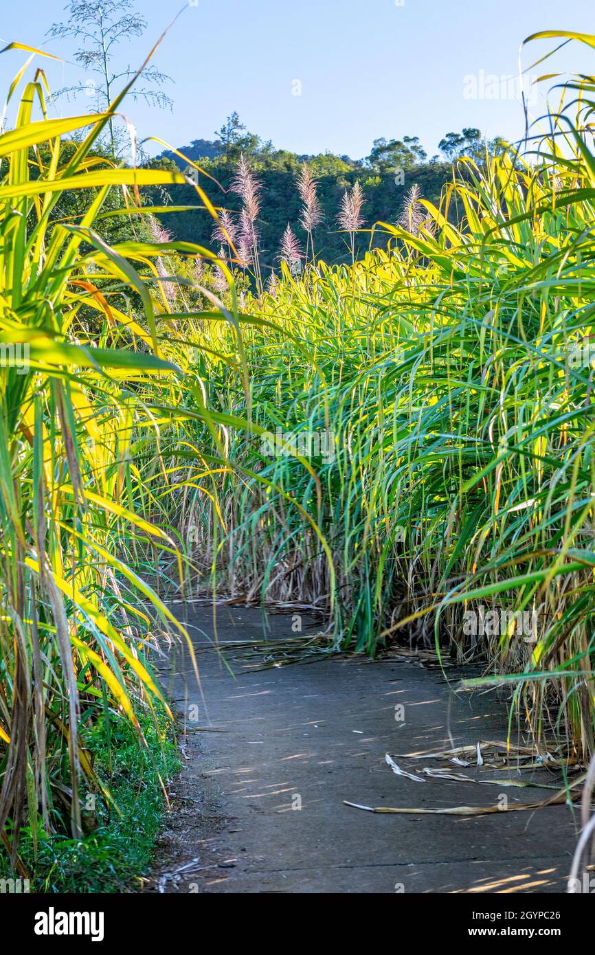 Percorso tradizionale di canna prima di tagliare a Reunion Island Foto Stock