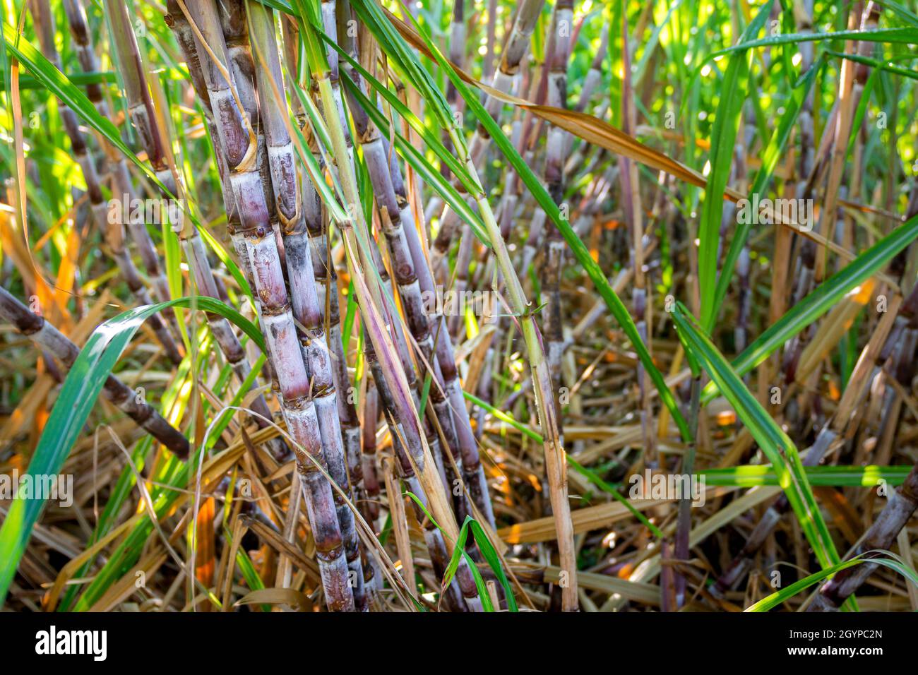 Canna da zucchero nei campi a Reunion Island Foto Stock