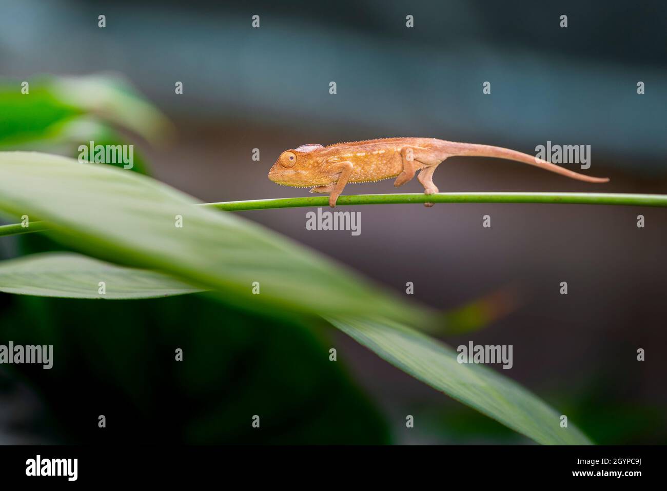 Piccolo chameleon di pantera sulle foglie verdi a Reunion Island Foto Stock