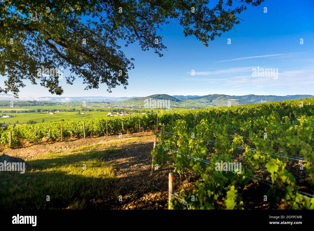 Le vignoble de Morgon et le Mont Brouilly, Beaujolais, Francia Foto Stock