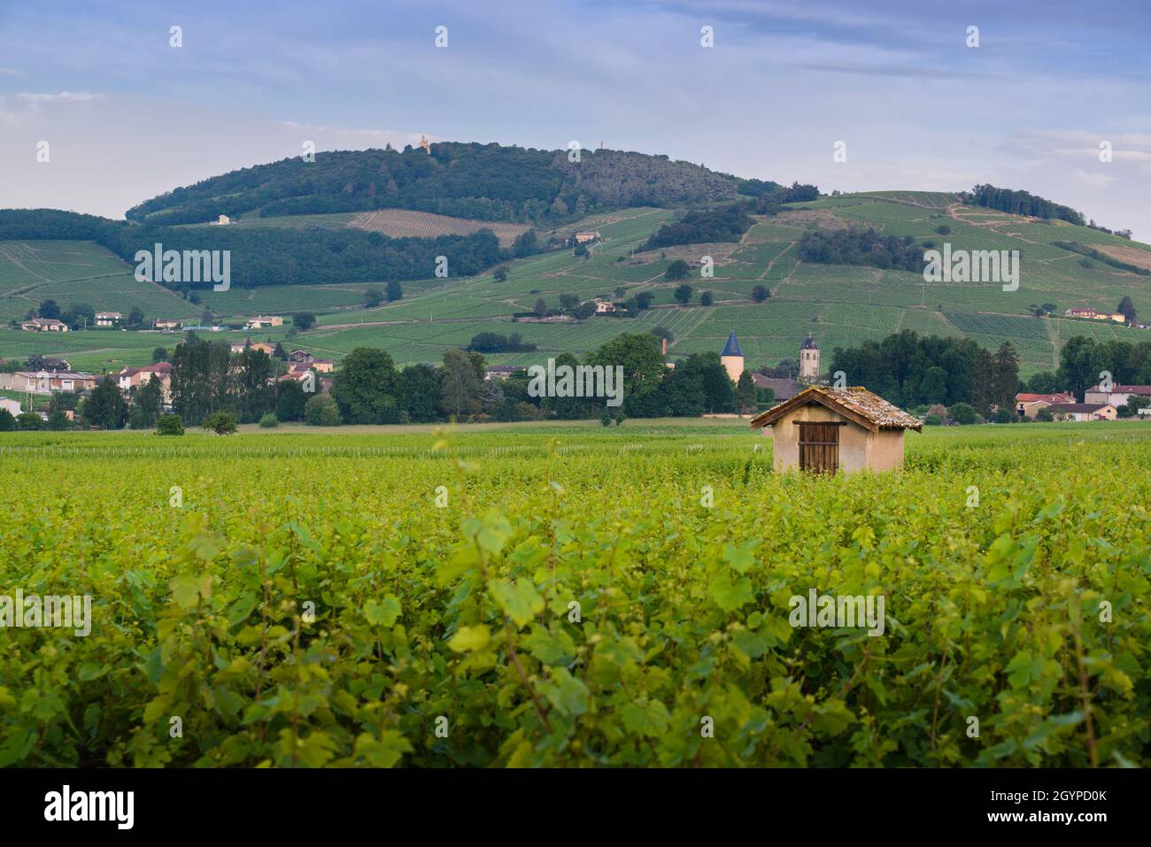 Capanna di Beaujolais in fondo al Mont Brouilly, Francia Foto Stock