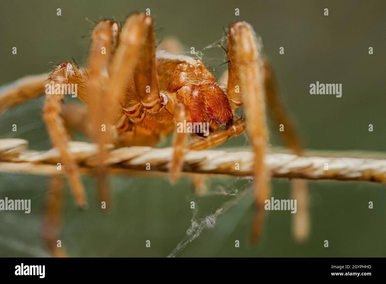 Primo piano del ragno Foto Stock