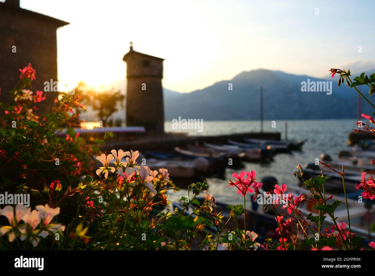 Lago di Garda Sunset Flowers Foto Stock