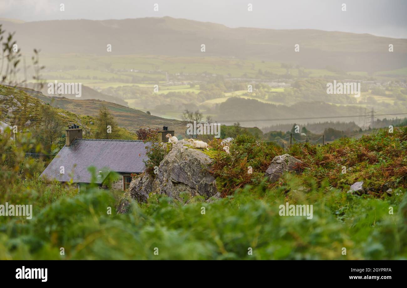 Pecore che riposano sopra un grande masso di granito alla cascata di Cwmorthin a Tanygrisiau, Blaenau Ffestiniog L41 3TA Foto Stock