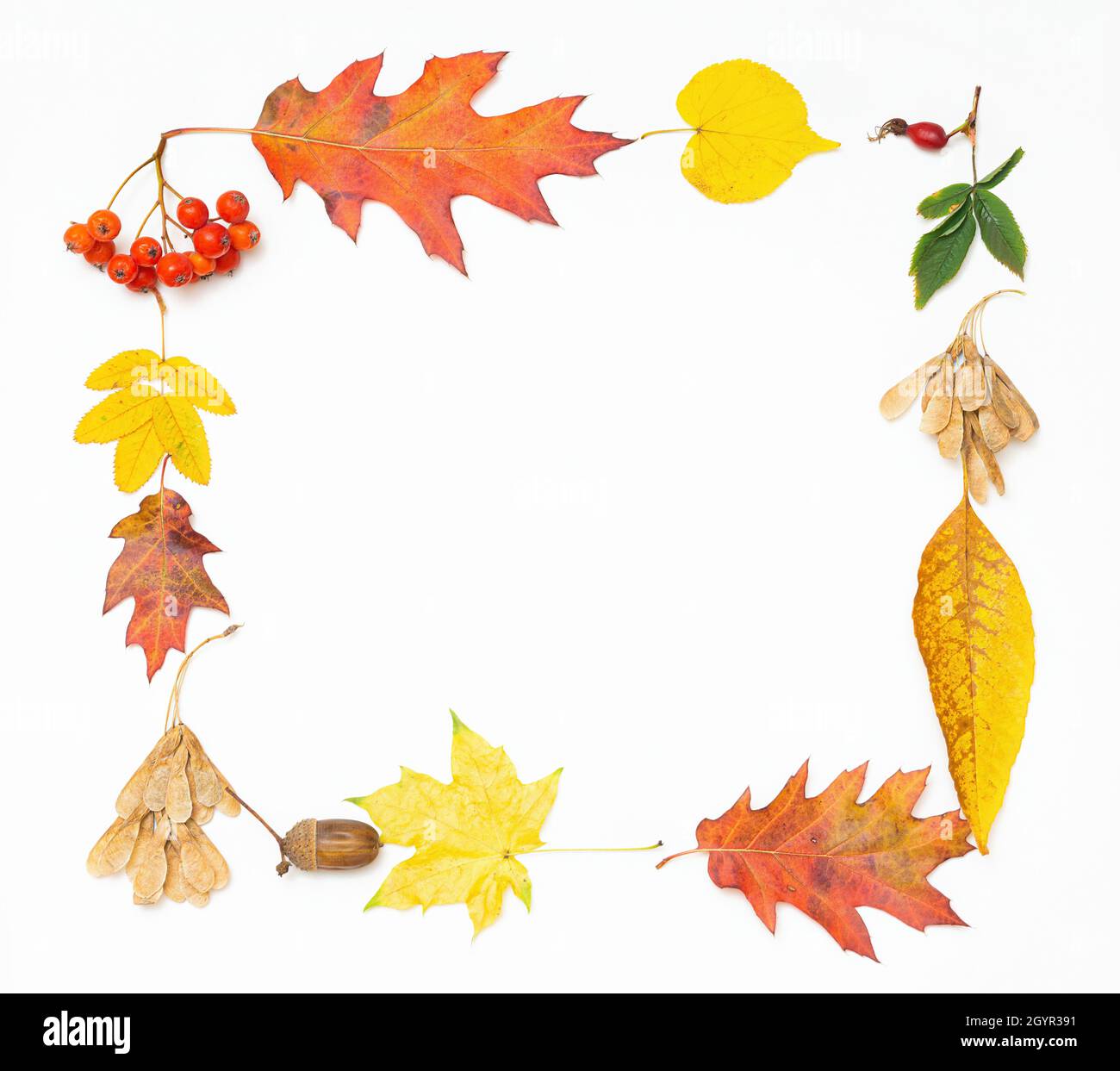 Cornice di foglie d'autunno Immagini senza sfondo e Foto Stock ritagliate -  Alamy
