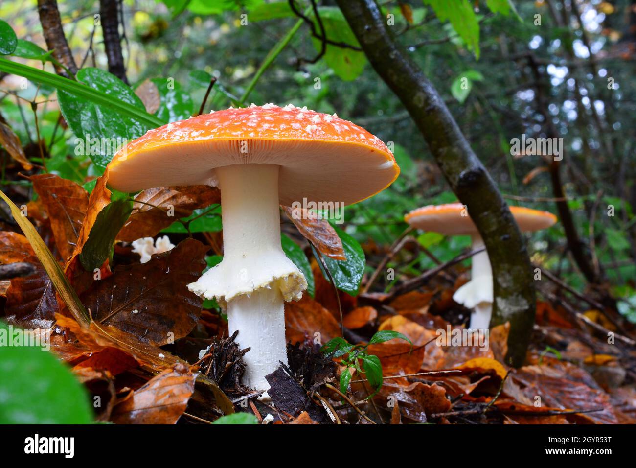 Due esemplari ben sviluppati e belli di funghi Amanita Muscaria, tossici Fly Agaric (Amanita Muscaria), coltivati in fila in habitat naturale, dopo forti piogge Foto Stock