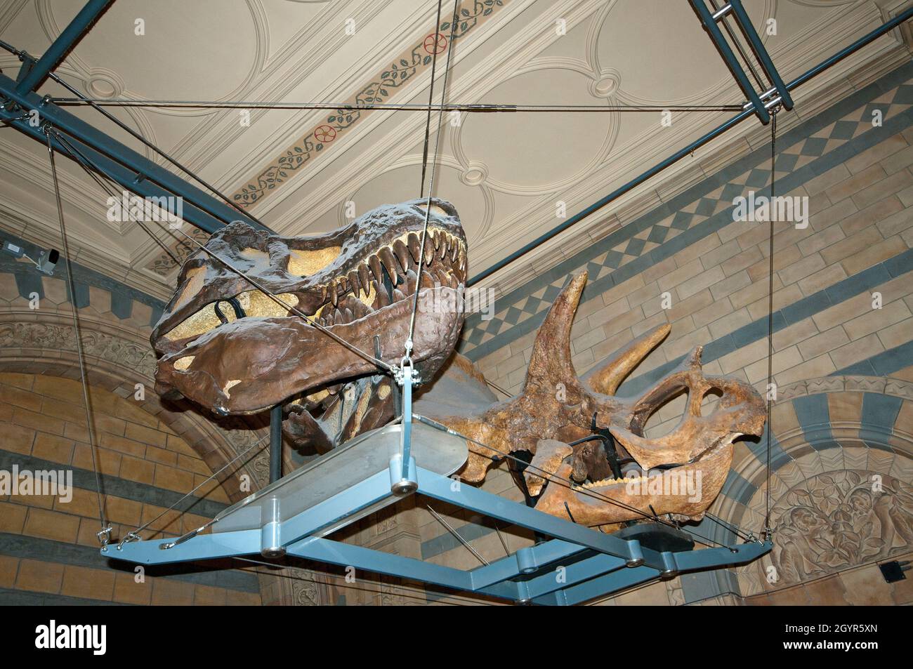 Teschi di T-rex (Tyrannosaurus rex) e Triceratops in Natural History Museum, South Kensington, Londra, Inghilterra Foto Stock