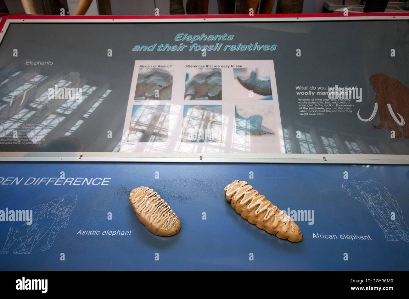 Denti di elefante asiatico (Elephas maximus) e elefante africano (Loxodonta africana) in Natural History Museum, South Kensington, Londra, Inghilterra Foto Stock