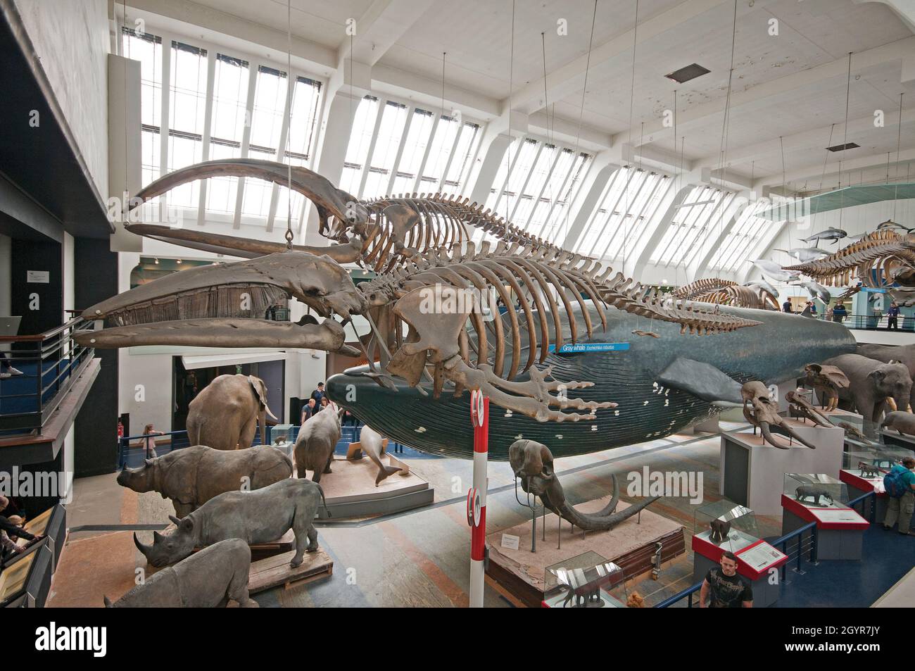 Scheletri di balena grigia (Eschrichtius robusta) e balena bowhead (Balaena mysticetus) nella sala dei mammiferi del Museo di Storia Naturale, Londra, Inghilterra Foto Stock