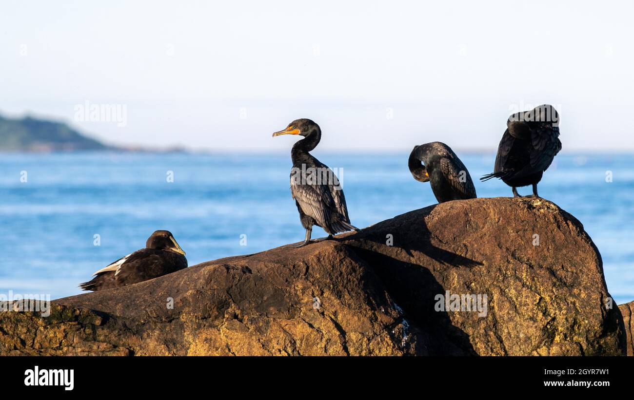 Una femmina di anatra eider e tre cormorani si riuniscono al tramonto sulla costa rocciosa del New England. Foto Stock