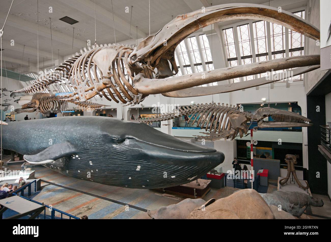 Scheletro di balena (Balaena mysticetus) e modello di balena blu (Balaenoptera musculus) nella sala dei mammiferi del Museo di Storia Naturale, Londra, Inghilterra Foto Stock
