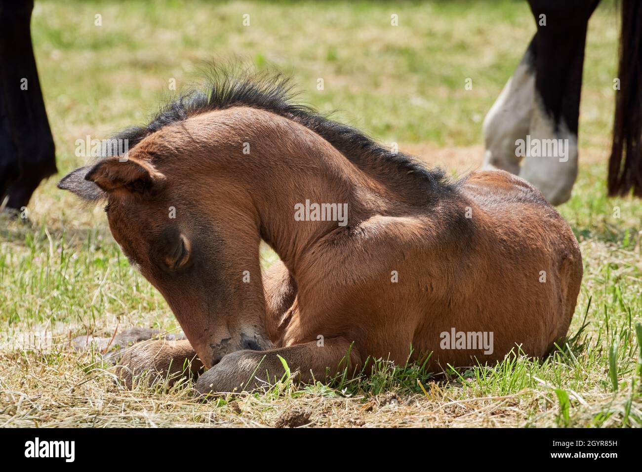 Primo piano di un cavallo nero e stupido che si trova in campo d'erba. Foto Stock