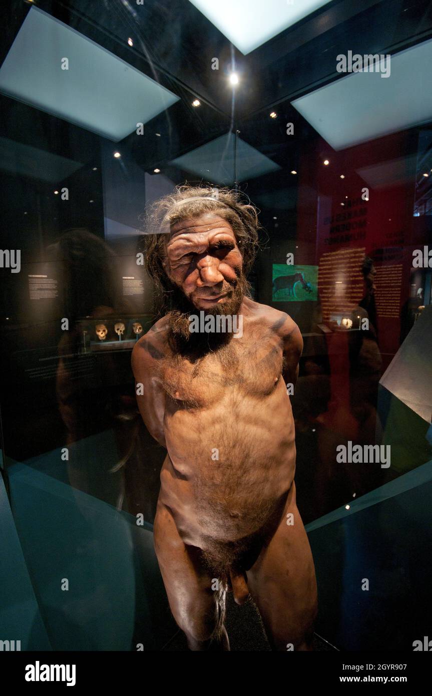Riproduzione a grandezza naturale di Homo neanderthalensis, Natural History Museum, South Kensington, Londra, Inghilterra Foto Stock