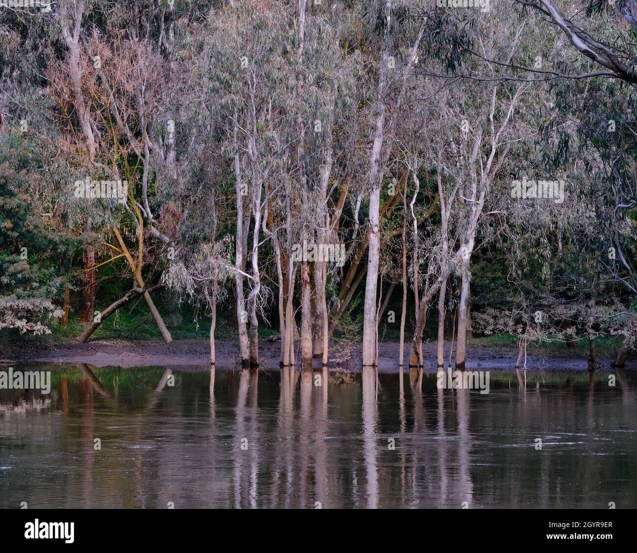 Sulle rive dello Yarra Foto Stock