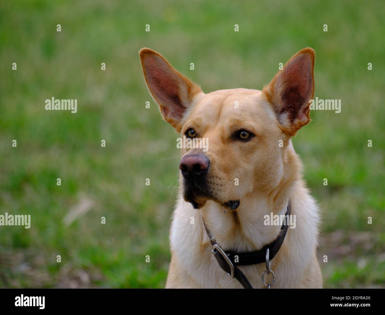 Kelpie puro Foto Stock