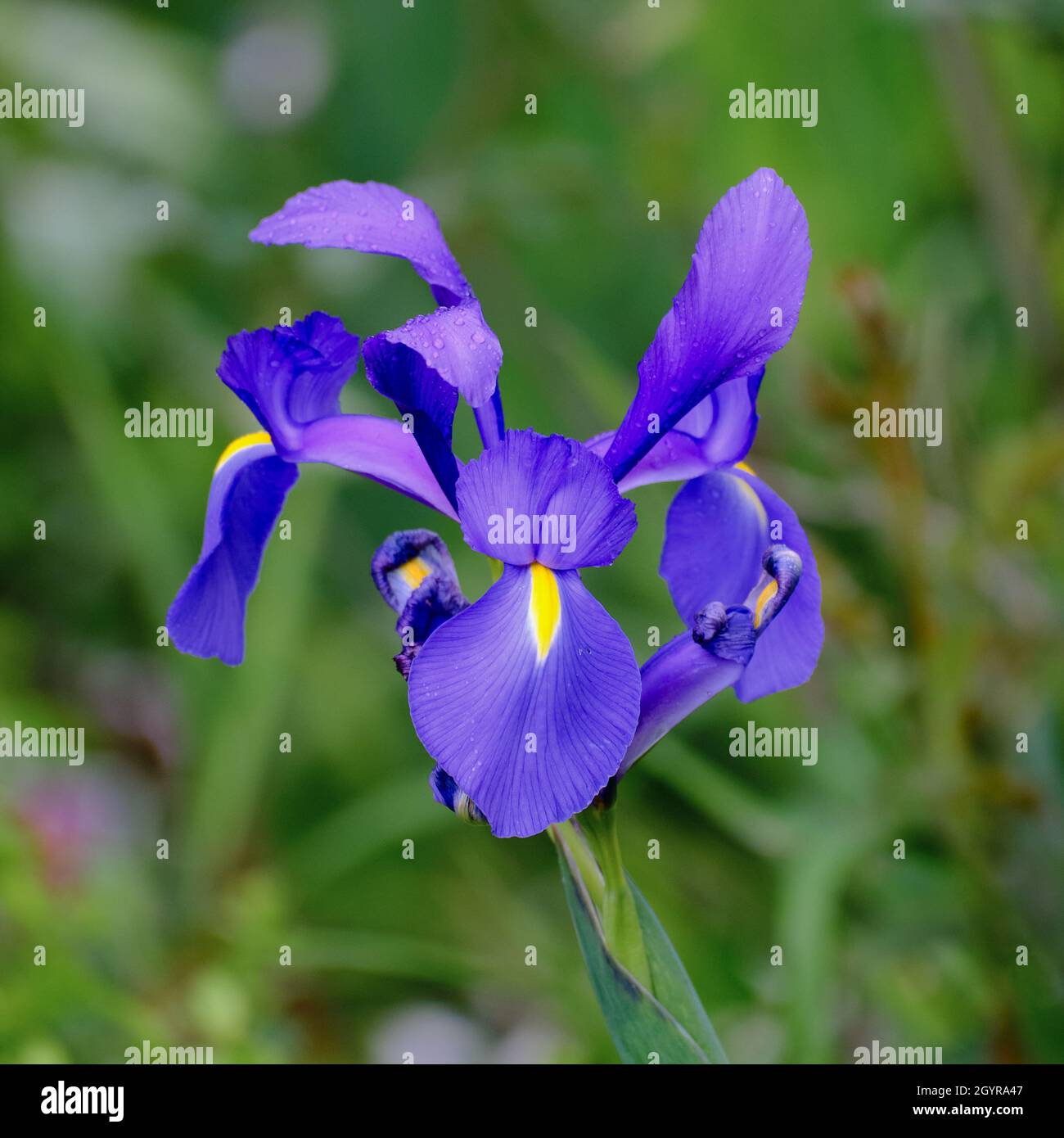 Olandese Iris in Blu Foto Stock