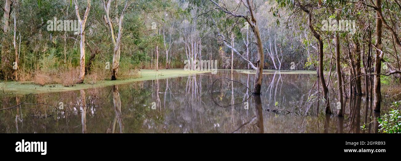 Panorama di Billabong Foto Stock