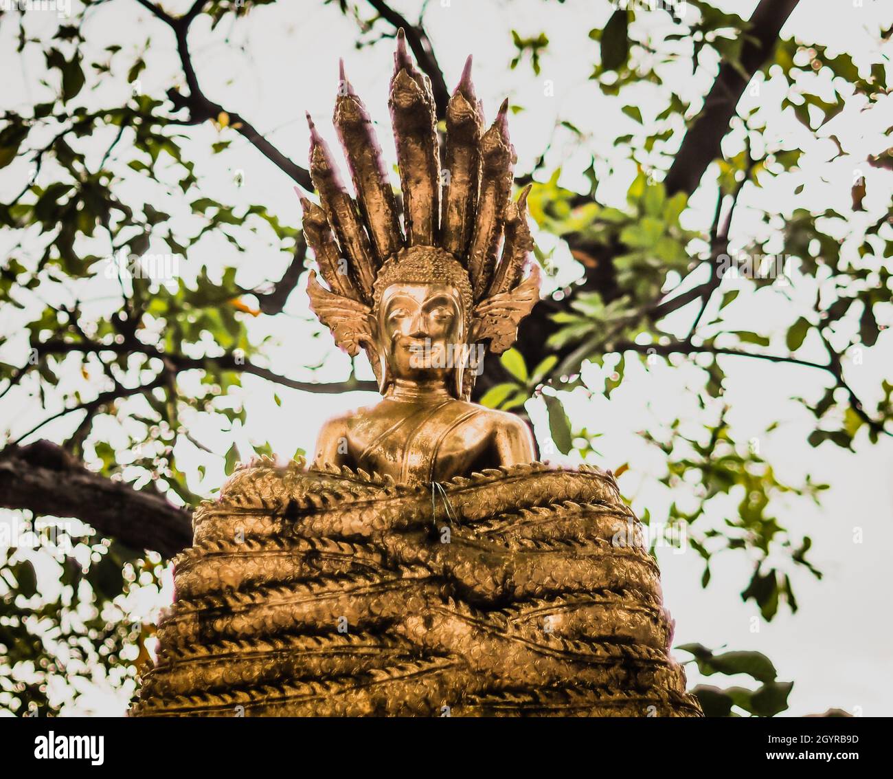 Meditando statua di Buddha scultura di religione sotto albero tempio all'aperto. Viaggi vecchio posto in Asia Thailandia. Foto Stock