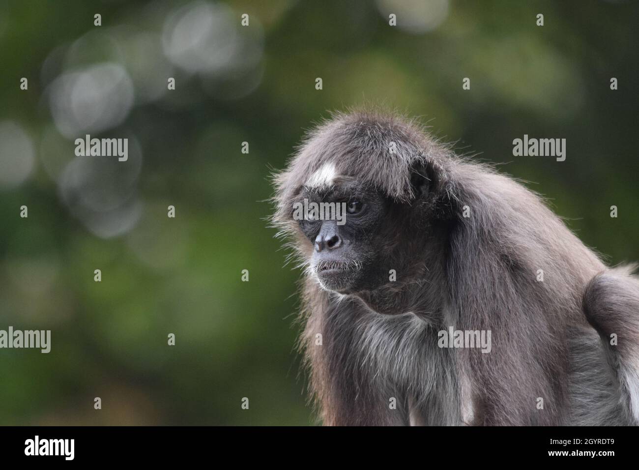 Una scimmia ragno marroni o variegata (Ateles Hybridus) posta su uno sfondo verde naturale della foresta Foto Stock