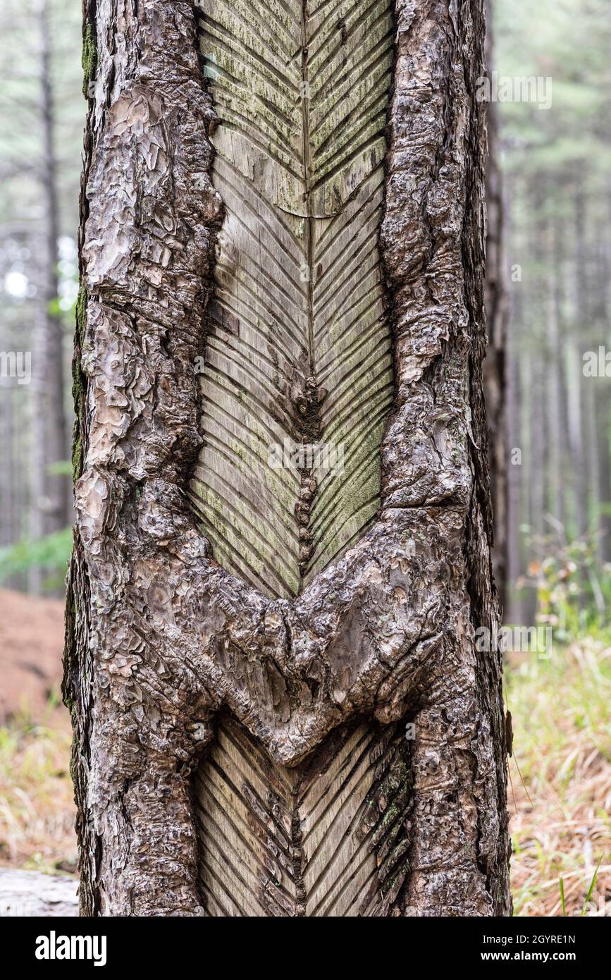 Un vecchio pino che è stato maschiato per la sua resina. Un tempo si trattava di un'attività redditizia nelle foreste sulle pendici dell'Etna, in Sicilia, in Italia Foto Stock