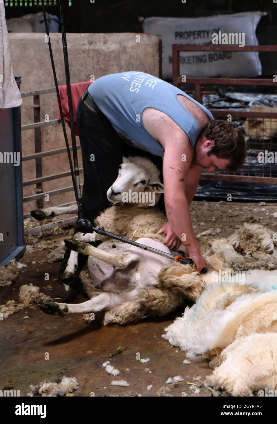 Una tagliatrice di pecore maschio taglia una pecora in un capannone di taglio in una fattoria in Herefordshire, Inghilterra, Regno Unito. Utilizza cesoie a macchina con un manipolo Foto Stock
