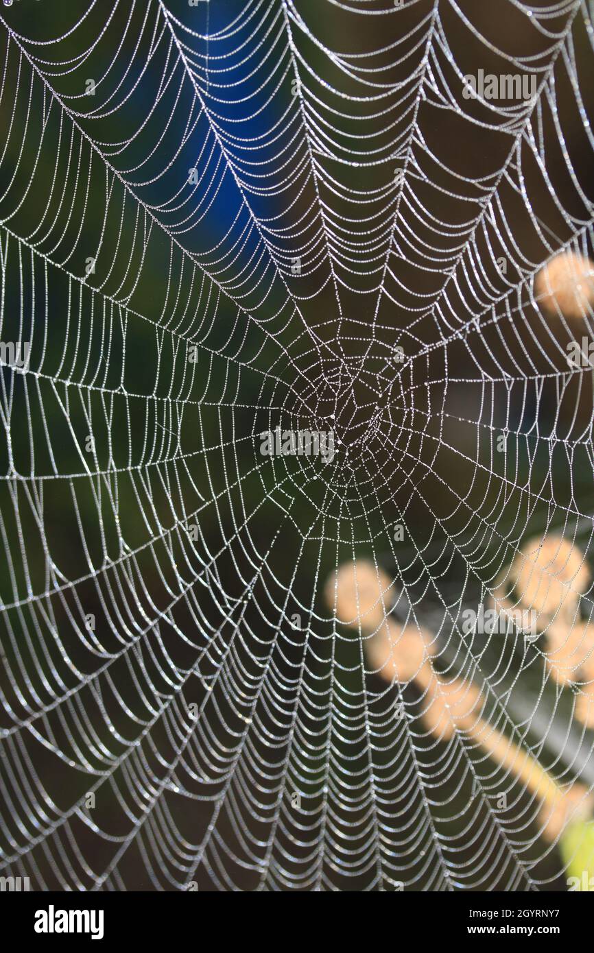 Primo piano di un ragni Cobweb su un Misty Dew mattina Foto Stock