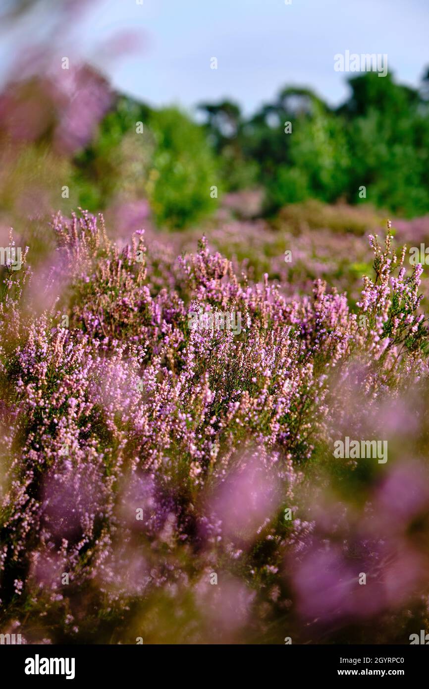 Sfumatura rosa viola con campo di messa a fuoco selettivo. Brughiera e area forestale chiamata Den Treek Henschoten, parte del Utrechtse Heuvelrug, collina di Utrecht Foto Stock