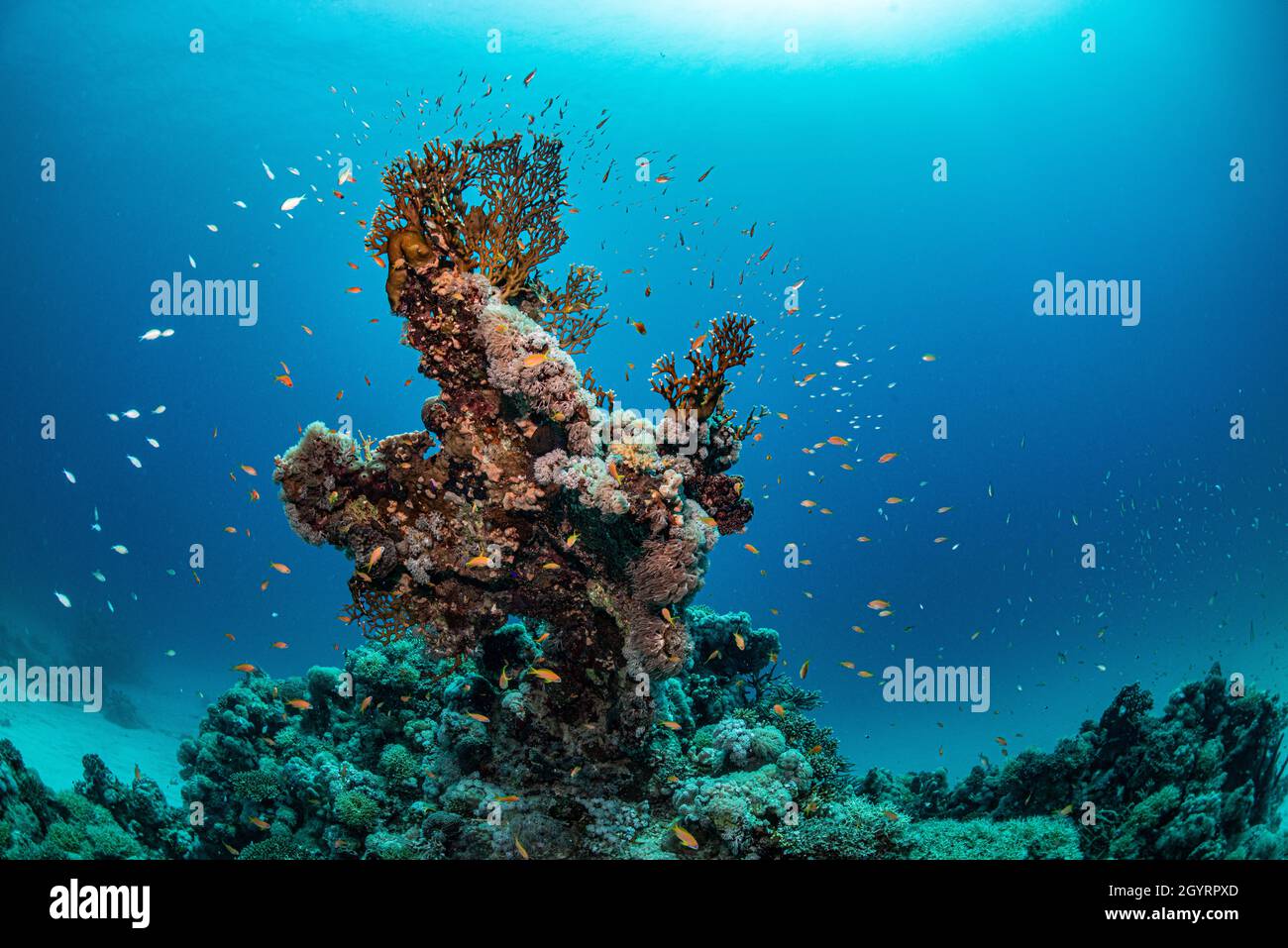 Scenario di corallo Foto Stock