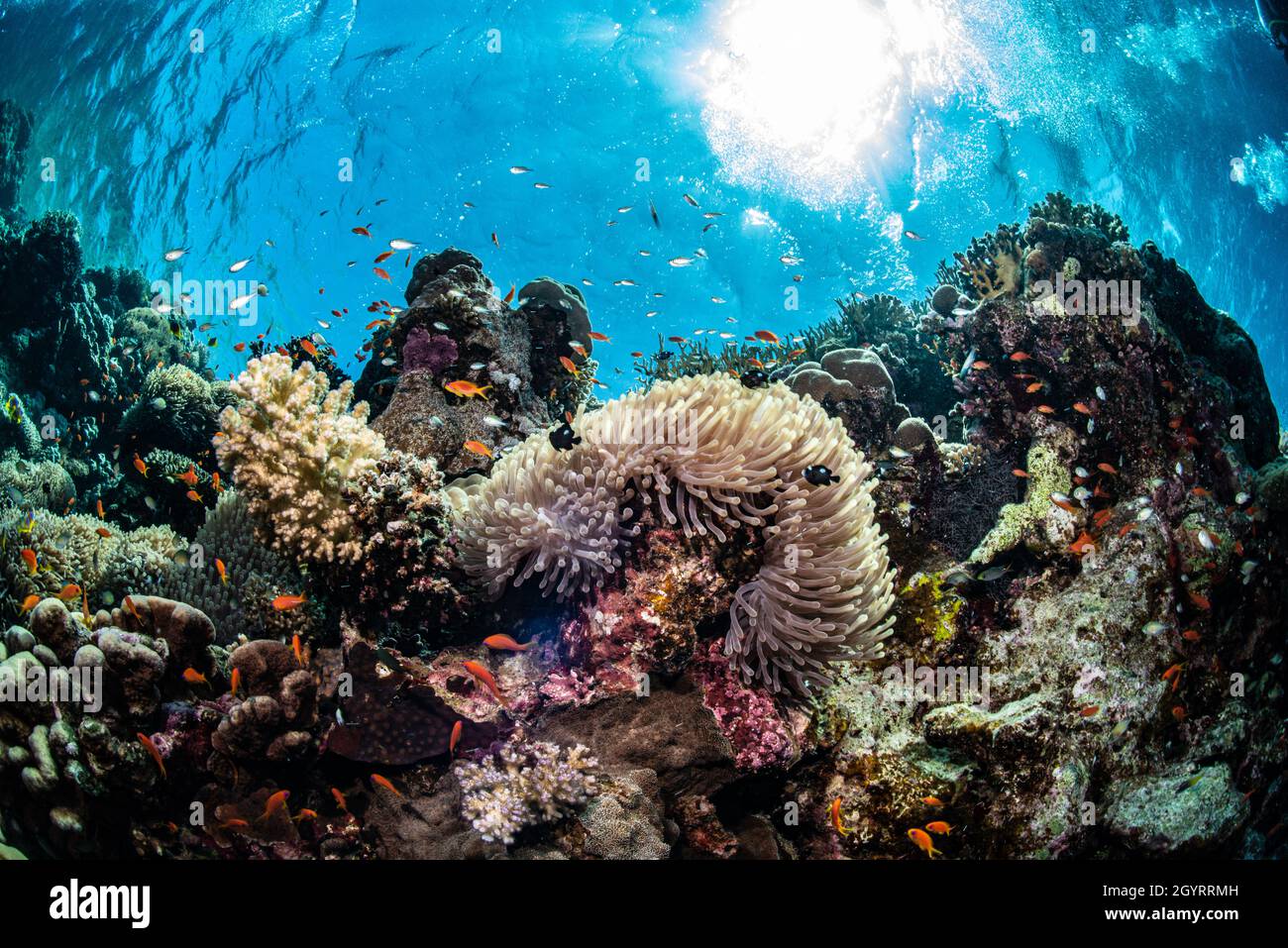 Pesce di anemone Foto Stock