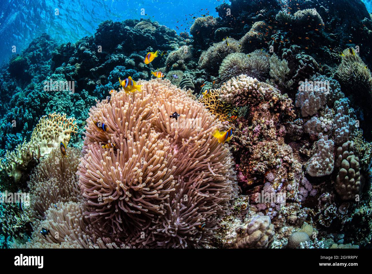 Pesce di anemone Foto Stock
