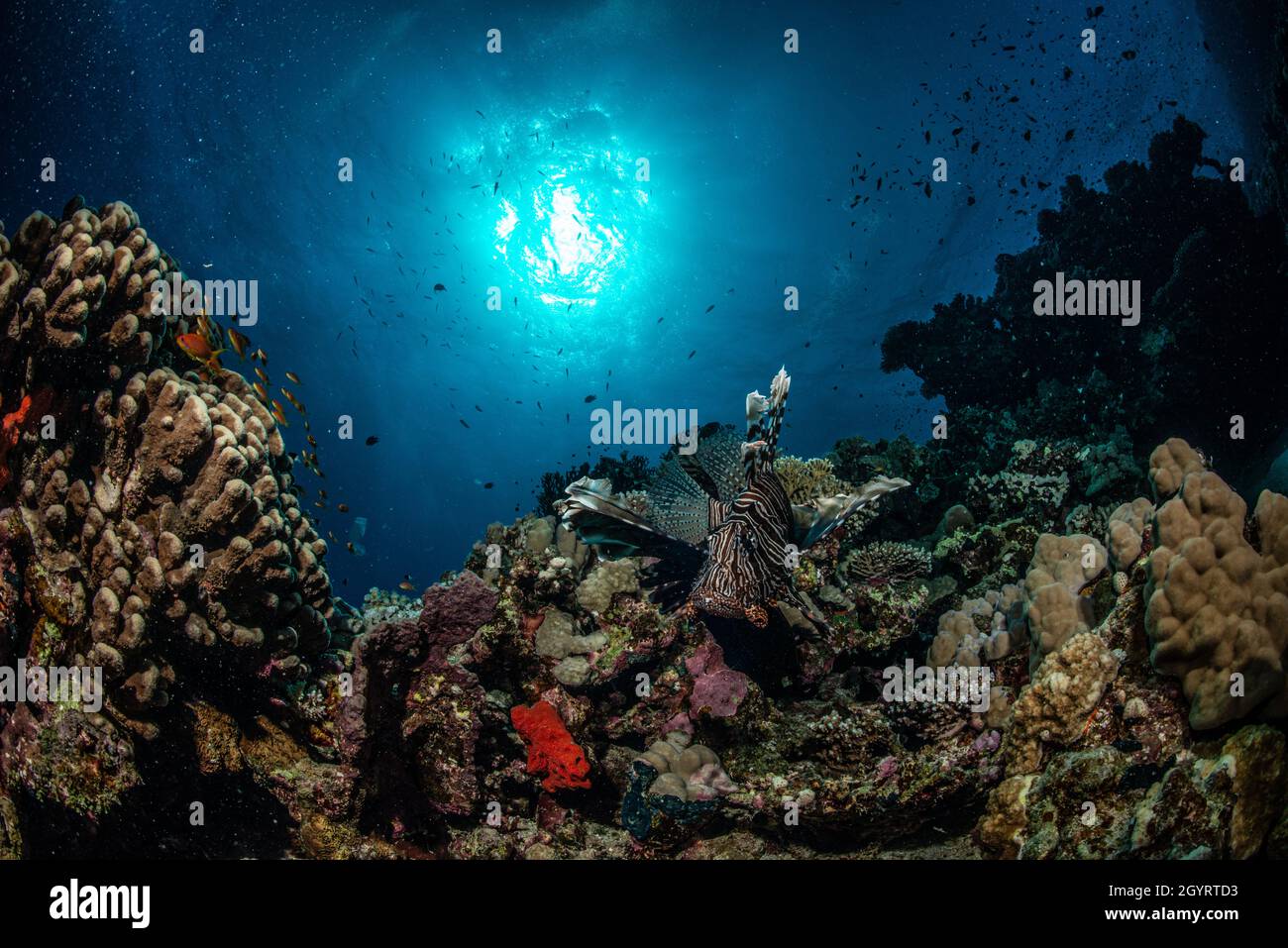 Pesci di corallo Foto Stock