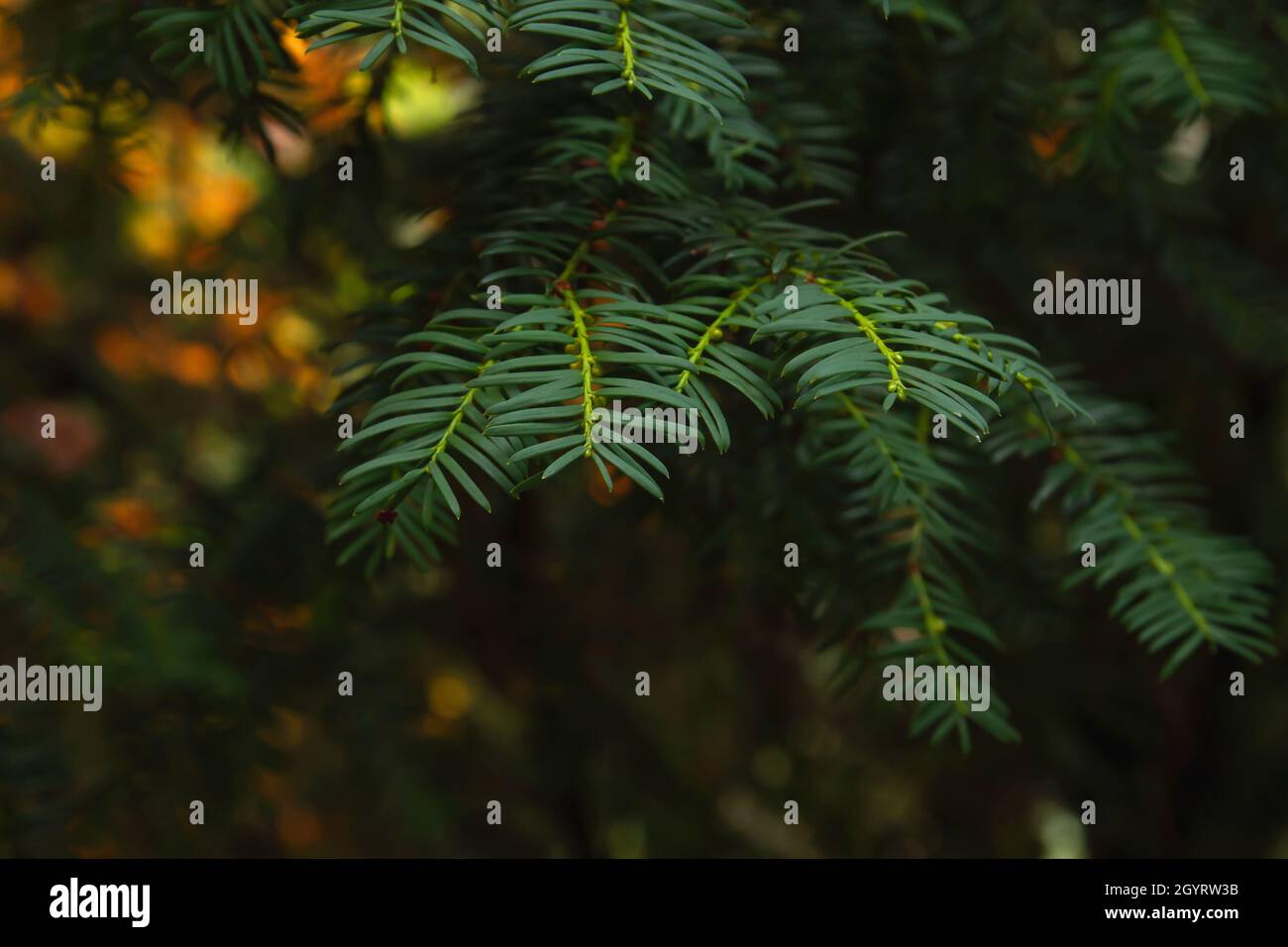 Taxus baccata o europeo yew sempreverdi fogliame velenoso primo piano Foto Stock