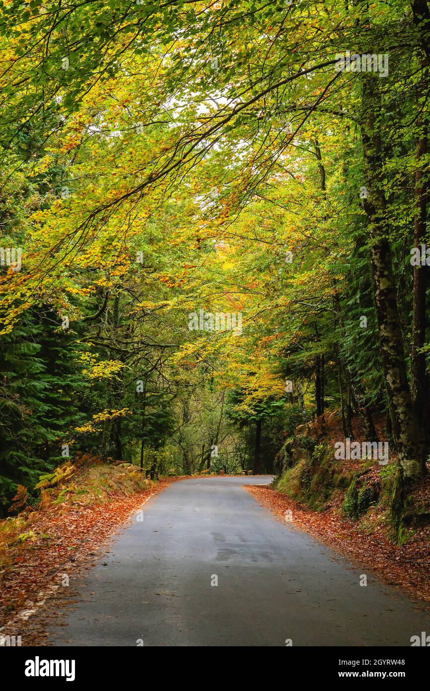 Strada a Mata da Albergaria, foresta temperata e mista nel Parco Nazionale Peneda-Gerês, Portogallo Foto Stock