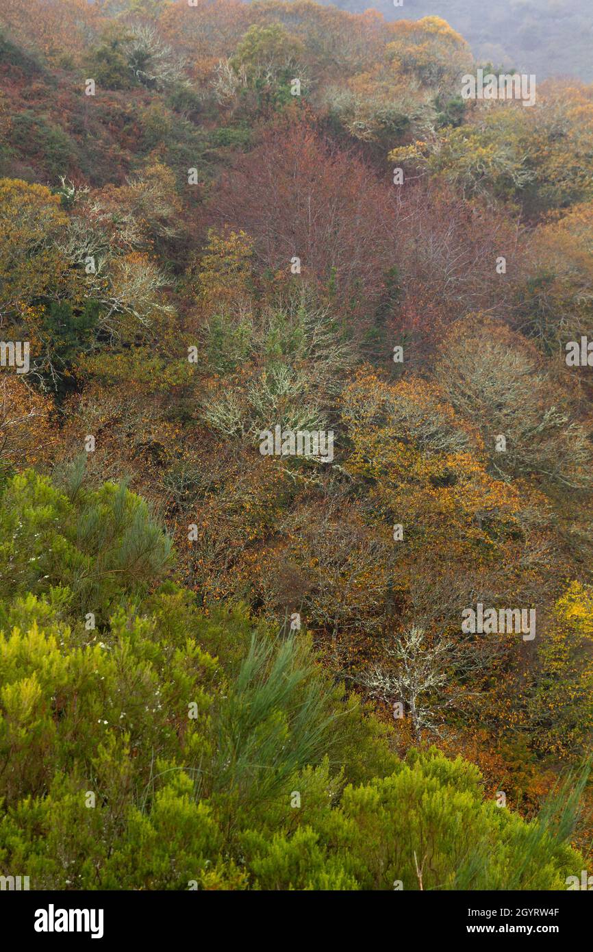 Foresta atlantica autunnale a Ribeira Sacra, Galizia, Spagna Foto Stock