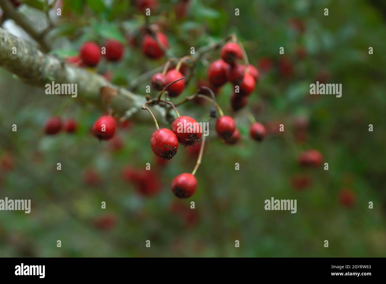 Crataegus crus-galli, il cockspur biancospino rosso pome Foto Stock