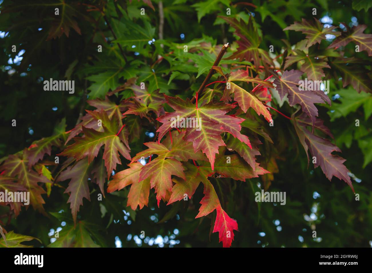 Acer saccharinum Silver acero autunno fogliame Foto Stock